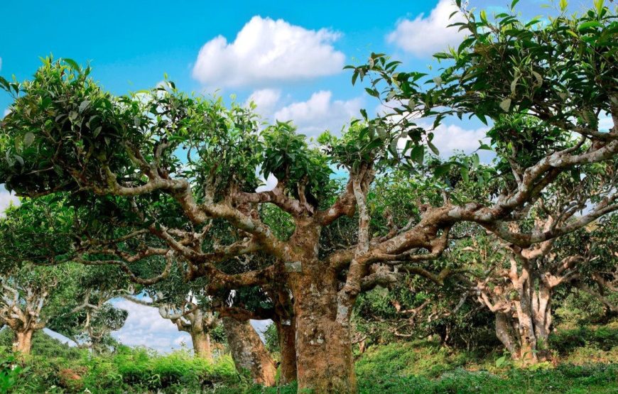 KHOÁNG NÓNG TRẠM TẤU-SUỐI GIÀNG 3 NGÀY 2 ĐÊM