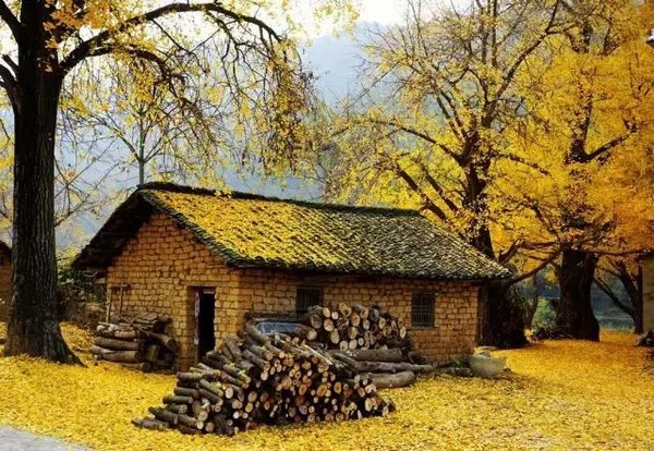 NGÀY 3: LÀNG NGÂN HẠNH 江东银杏村 – CÔNG VIÊN ĐỊA NHIỆT NÚI LỬA – CÔNG VIỆC BẮC HẢI (ĂN SÁNG, TRƯA, TỐI)