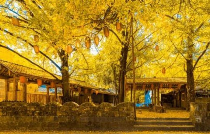 MÙA THU VÀNG ĐẰNG XUNG 腾冲-LÀNG NGÂN HẠNH – TOUR VÂN NAM 5 NGÀY