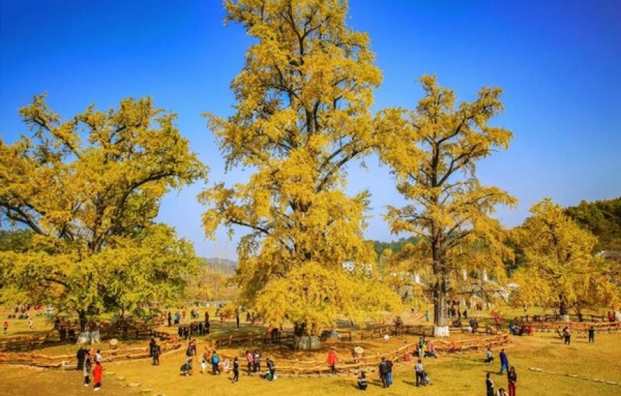 MÙA THU VÀNG ĐẰNG XUNG 腾冲-LÀNG NGÂN HẠNH – TOUR VÂN NAM 5 NGÀY