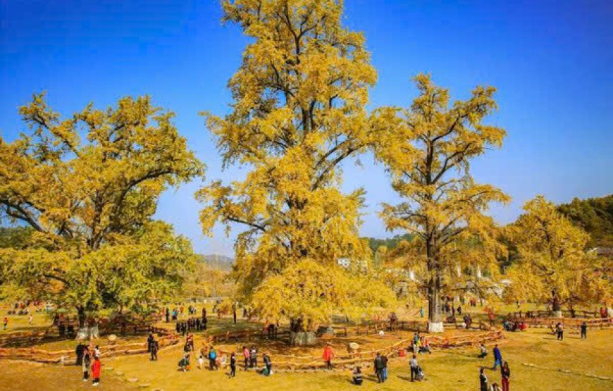 MÙA THU VÀNG ĐẰNG XUNG 腾冲-LÀNG NGÂN HẠNH – TOUR VÂN NAM 5 NGÀY