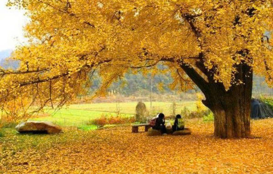 MÙA THU VÀNG ĐẰNG XUNG 腾冲-LÀNG NGÂN HẠNH – TOUR VÂN NAM 5 NGÀY